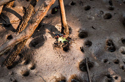 High angle view of plants on field