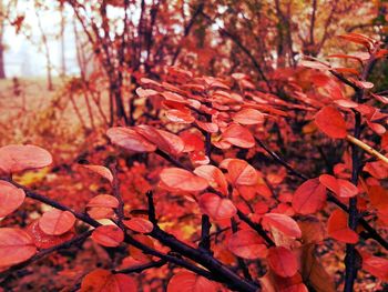 Close-up of leaves on tree