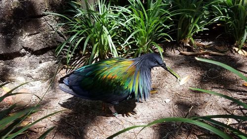 High angle view of bird perching on plant