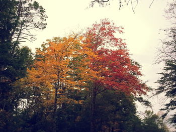 Trees in autumn