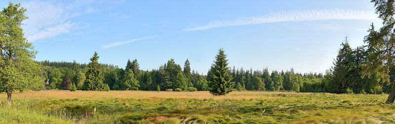 Trees in forest against sky