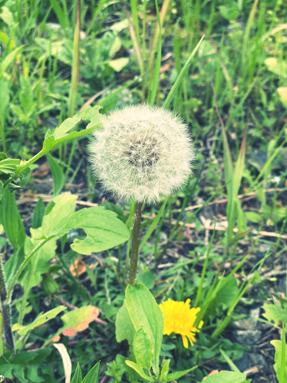 CLOSE-UP OF DANDELION FLOWER GROWING ON FIELD