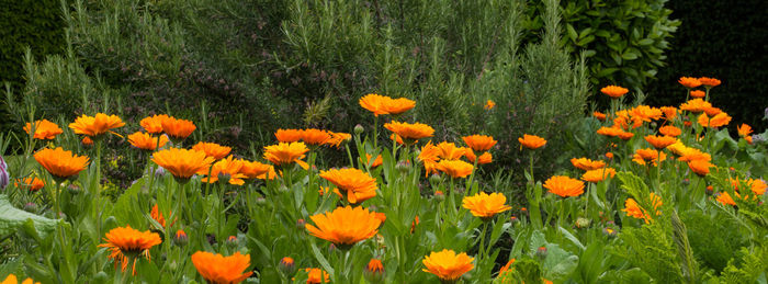 Close-up of marigold flowers blooming on field