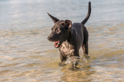 Dog in a lake
