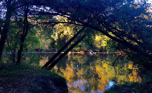 Trees by lake in forest against sky