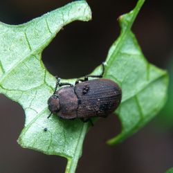 Close-up of insect on leaf