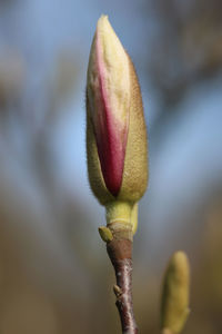 Close-up of rose bud