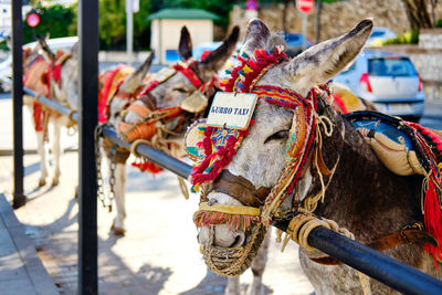 Close-up of a horse