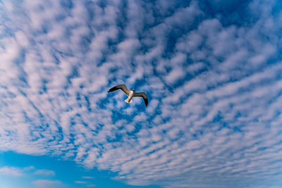 Low angle view of seagull flying in sky