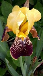 Close-up of yellow flower blooming outdoors