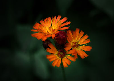 Close-up of orange flower blooming outdoors