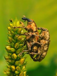 Close-up of insect on yellow flower