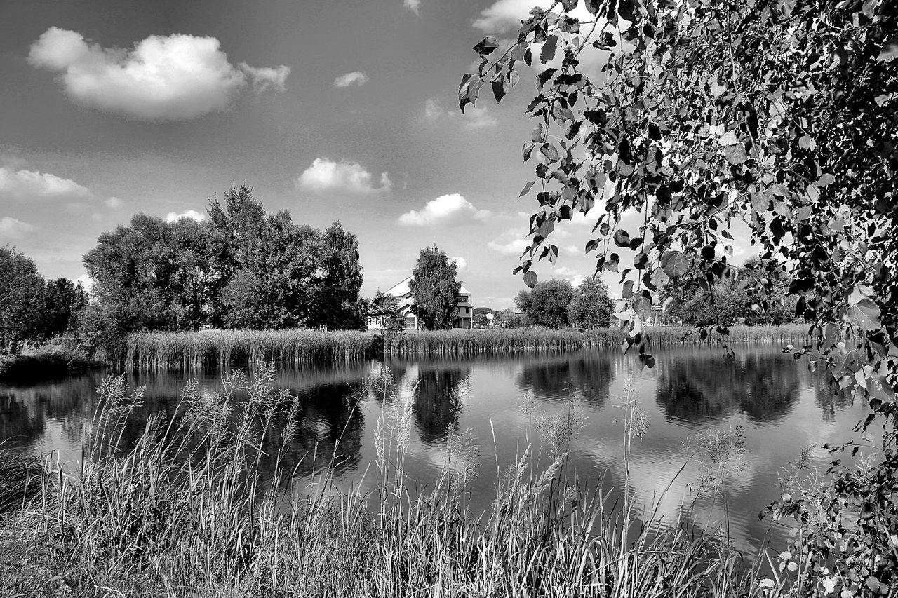 plant, tree, nature, water, sky, black and white, cloud, monochrome photography, monochrome, beauty in nature, tranquility, scenics - nature, lake, reflection, no people, tranquil scene, environment, growth, landscape, grass, non-urban scene, outdoors, day, land, flower