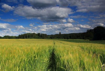 Scenic view of agricultural field against sky