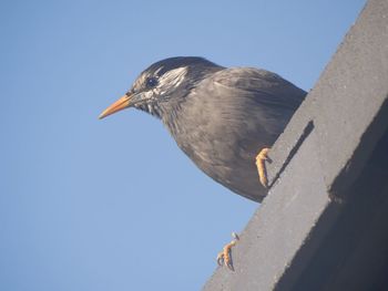 bird