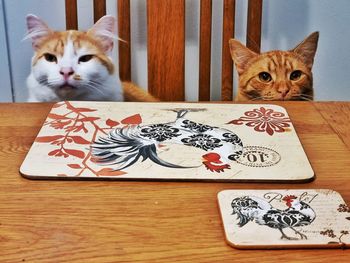 High angle view of cat on table