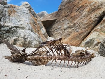 Close-up of animal skelleton on beach with rock background 