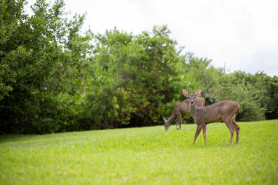 Deer on field against sky