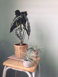 Close-up of potted plant on table at home