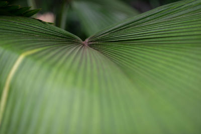 Close-up of palm leaves