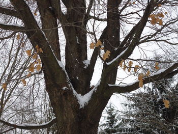 Low angle view of bare trees in winter