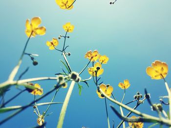 Low angle view of yellow flowering plants against clear blue sky