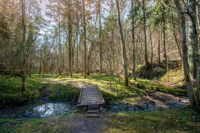 Dirt road amidst trees in forest