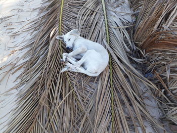 High angle view of dog sleeping on dry palm leaves at beach