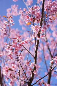 Low angle view of cherry blossom