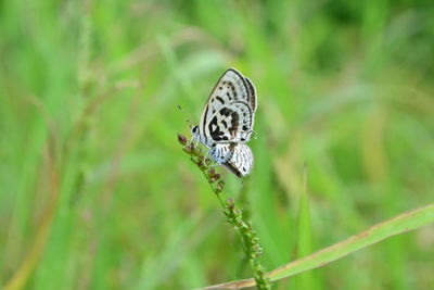 Close-up of butterfly