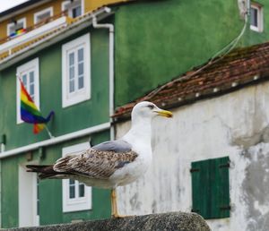 Seagull perching on a building