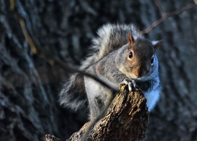 Close-up of squirrel on tree trunk