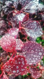 Close-up of leaves against blurred background