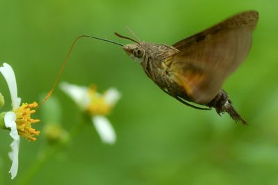 Close-up of butterfly pollinating on flower