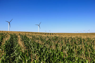 Windmills on corn field against clear sky