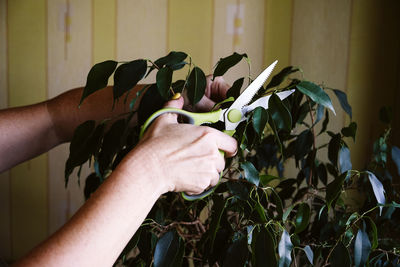 Spring houseplant care, waking up indoor plants for spring. female hands cutting the leaves of