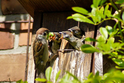 Close-up of parrot des ding chicks in birdhouse