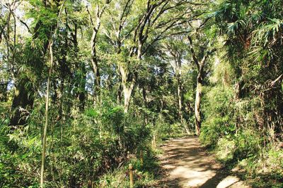 Road amidst trees in forest