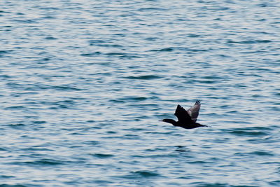 Duck swimming in lake