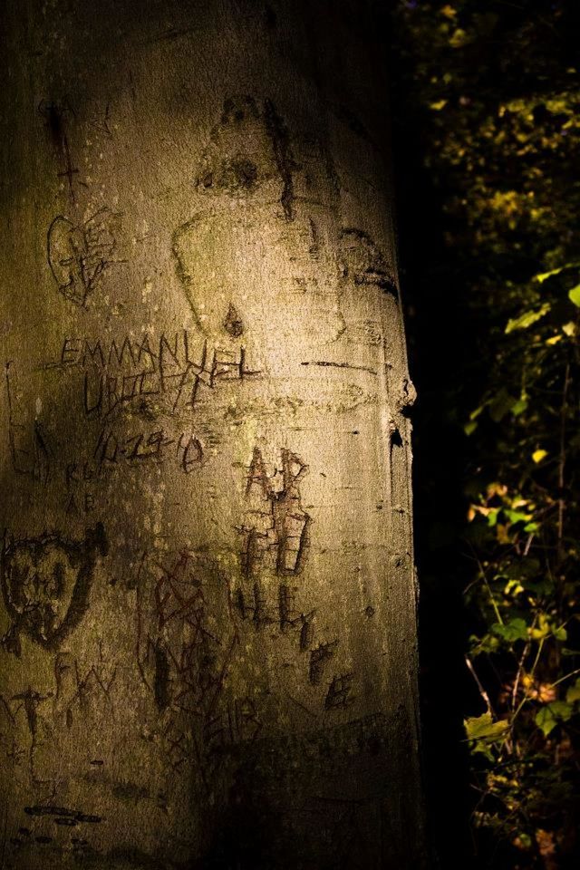 text, wall - building feature, western script, weathered, old, damaged, abandoned, wall, growth, communication, textured, plant, no people, day, tree, built structure, outdoors, close-up, deterioration, nature