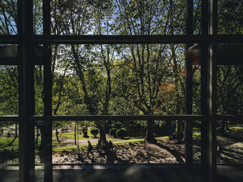Trees in forest seen through window