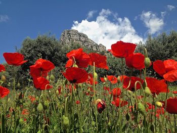 Close-up of red poppies on field against sky