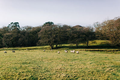 View of sheep grazing in field