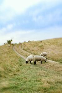 Trees on grassy field