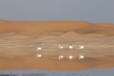 Scenic view of desert against sky during sunset