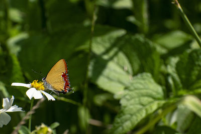 Close-up of butterfly pollinating on flower