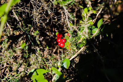 Red berries growing on plant