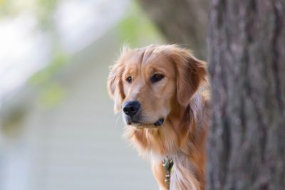 Close-up portrait of dog