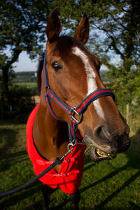 Close-up of horse against trees