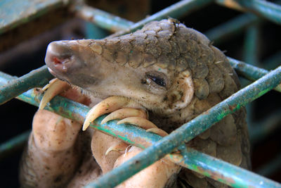 101 smuggled pangolins were secured at the riau natural resources conservation agency.